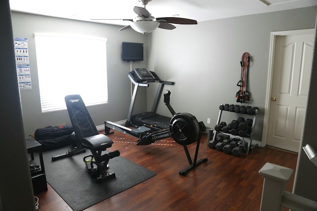 exercise area with ceiling fan and dark hardwood / wood-style floors