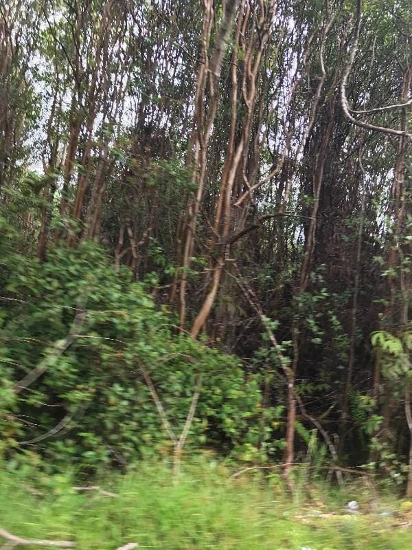 S Pomaikai St, Pahoa, HI 96778 - photo 1