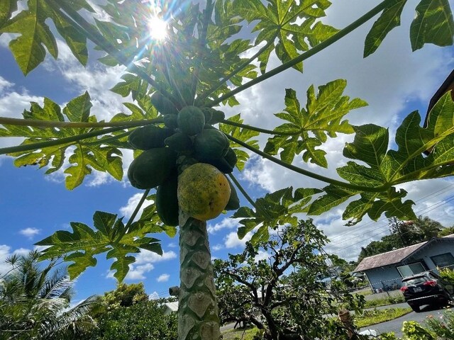 126 W Kinai Pl, Hilo, HI 96720 - exterior view