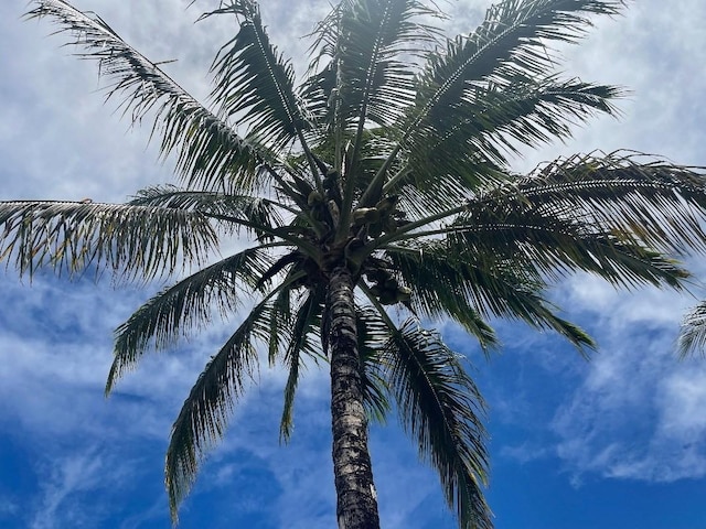 126 W Kinai Pl, Hilo, HI 96720 - exterior space