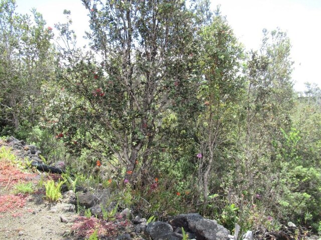 92-9214 Paradise Pkwy, Ocean View, HI 96737