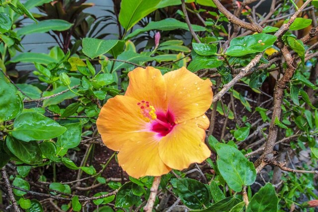 75-5776 Kuakini Hwy Unit 228, Kailua-Kona, HI 96740 - photo 23