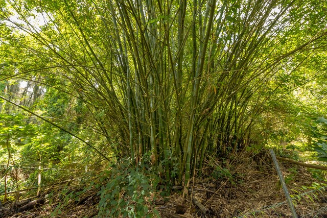 47-4630 Cane Haul Rd, Honokaa, HI 96727
