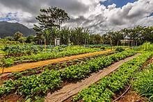 6235 Koolau Rd, Anahola, HI 96703