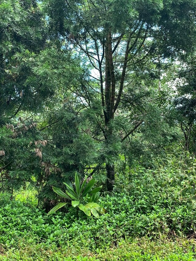 Railroad Ave, Keaau, HI 96749