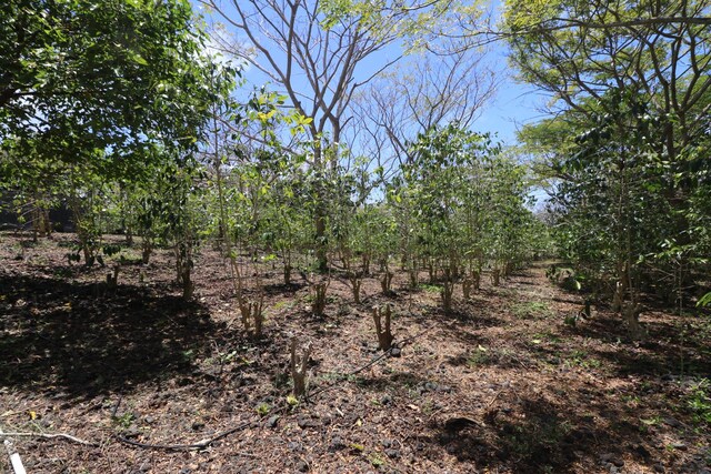 89-1190 Hawaii Belt Rd, Captain Cook, HI 96704 - photo 4