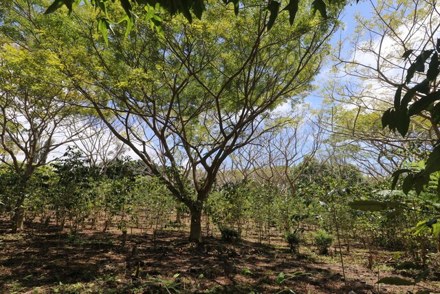 89-1190 Hawaii Belt Rd, Captain Cook, HI 96704 - photo 8