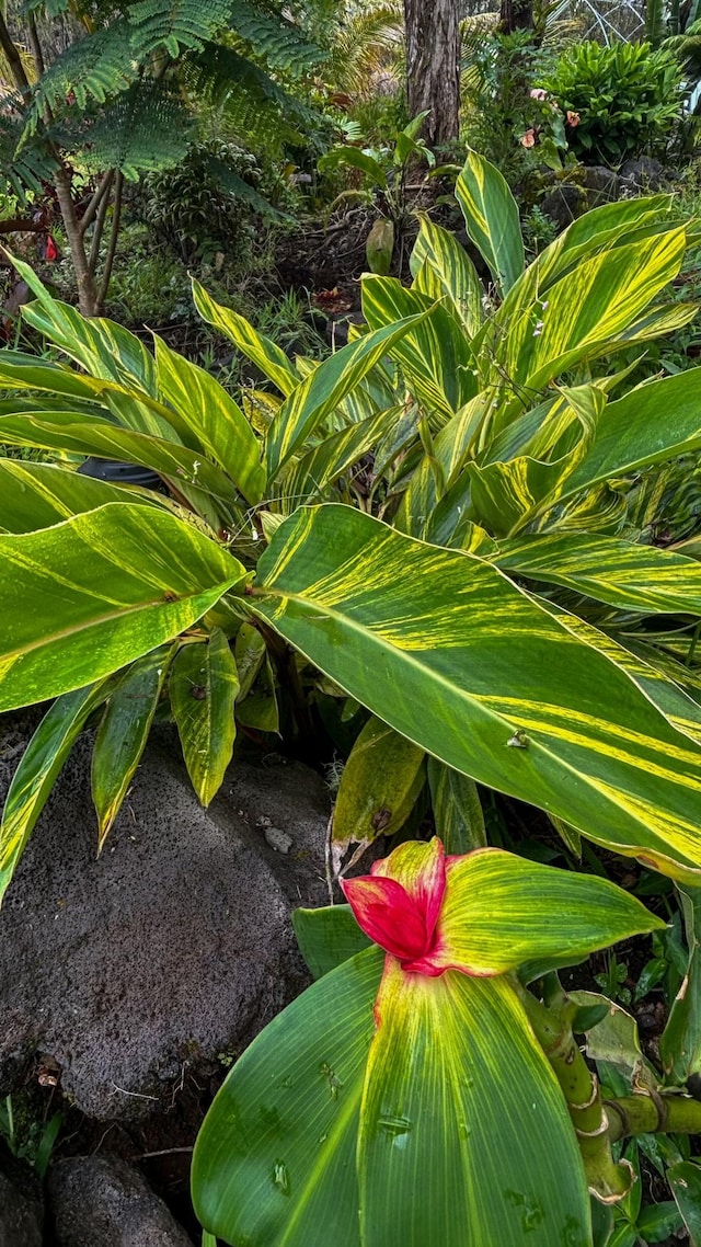 16-1955 Hopue Rd, Mountain View, HI 96760 - exterior view