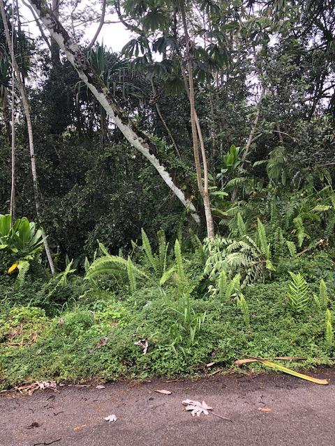 Puni Makai Loop, Pahoa, HI 96778 - photo 6
