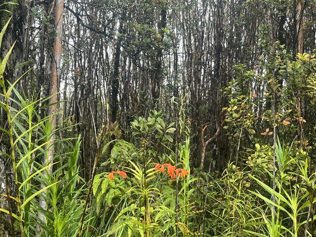 Leila Rd, Volcano, HI 96785
