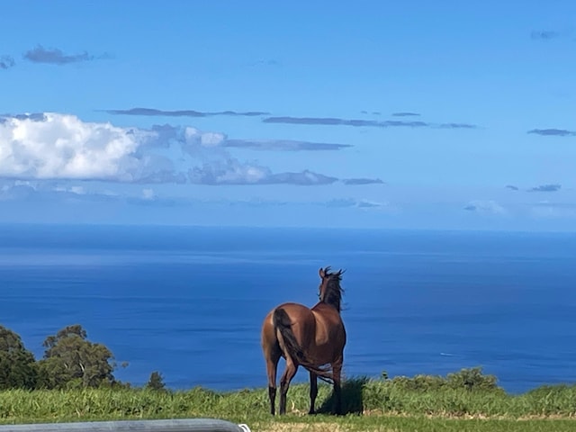 Maluhi St, Kamuela, HI 96743