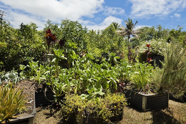12-154 Mapuana Ave, Pahoa, HI 96778 - view of local wilderness