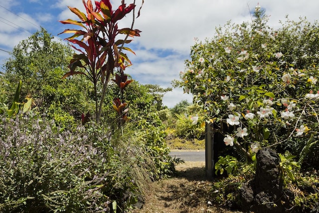 12-154 Mapuana Ave, Pahoa, HI 96778 - view of nature