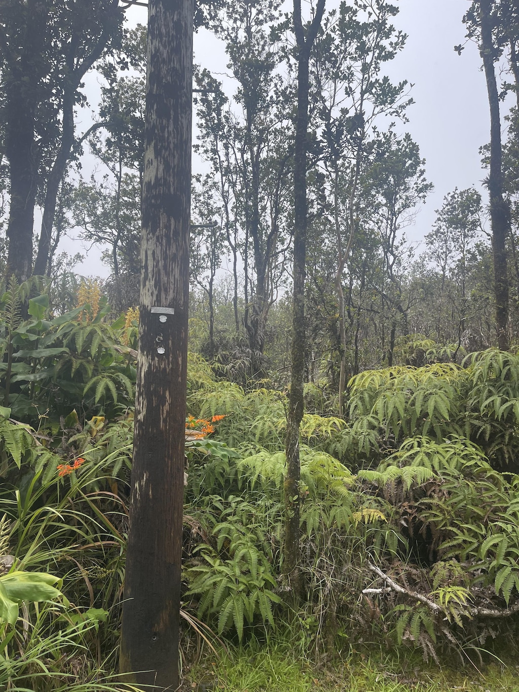 11-2697 Ohialani Rd, Volcano, HI 96785 - photo 4