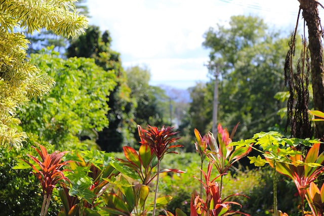 564 Hoaka Rd, Hilo, HI 96720 - photo 8