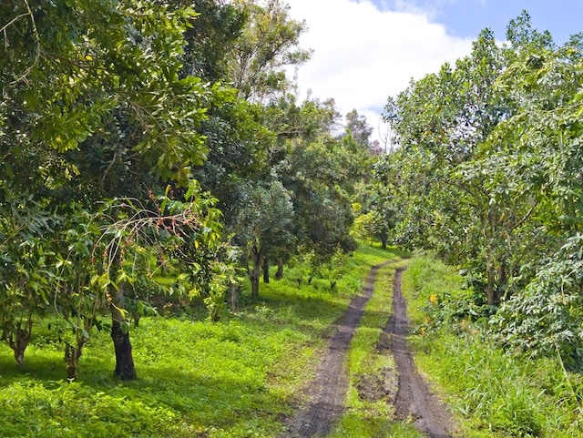 87-2642 Hawaii Belt Rd, Captain Cook, HI 96704 - view of nature