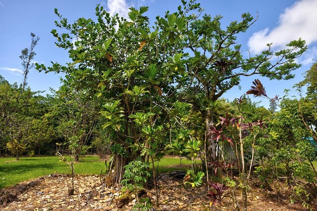 15-2026 33rd Ave, Keaau, HI 96749 - view of undeveloped land