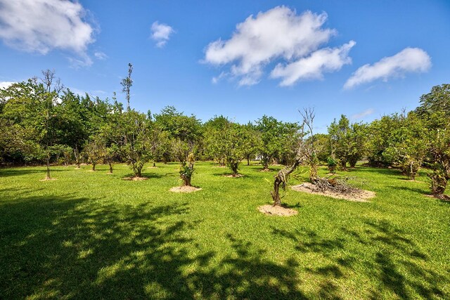 15-2026 33rd Ave, Keaau, HI 96749 - view of green lawn