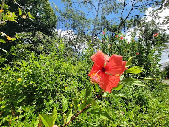Nenue St, Pahoa, HI 96778