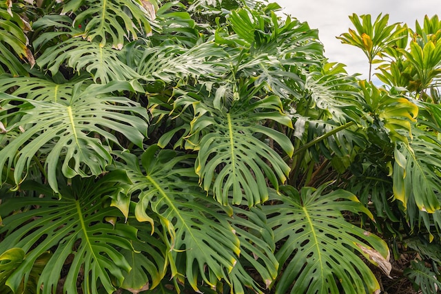 76-854 Pakalakala Pl, Kailua-Kona, HI 96740
