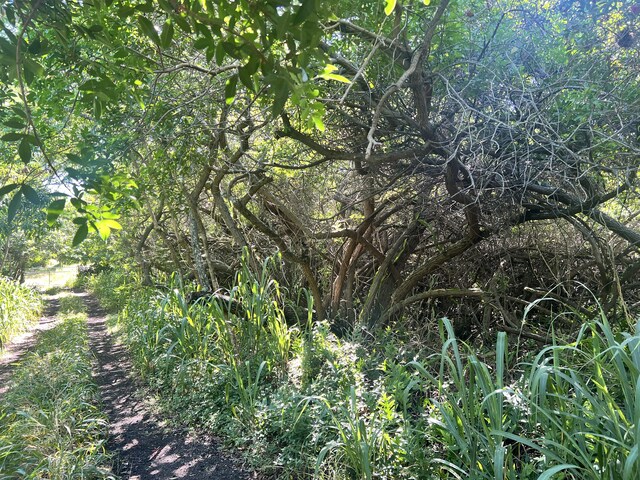 Palaoa Rd, Naalehu, HI 96772