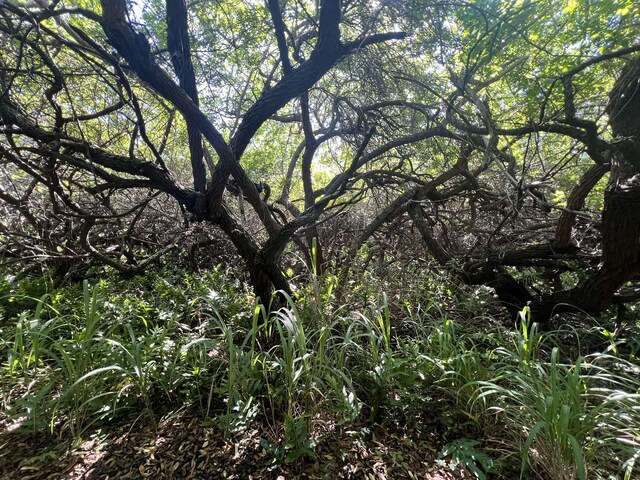 Palaoa Rd, Naalehu, HI 96772