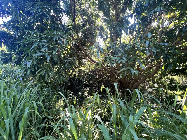 Palaoa Rd, Naalehu, HI 96772