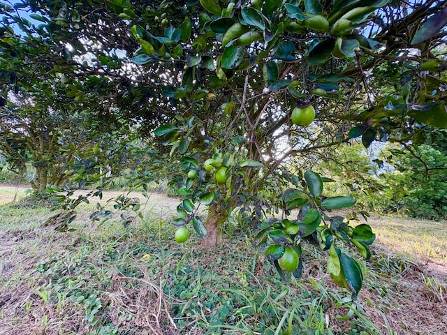 15-1698 19th Ave, Keaau, HI 96749 - view of undeveloped land