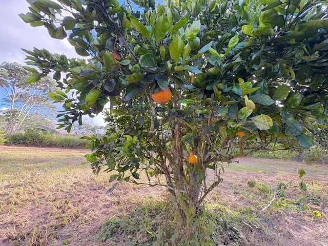 15-1698 19th Ave, Keaau, HI 96749 - view of yard