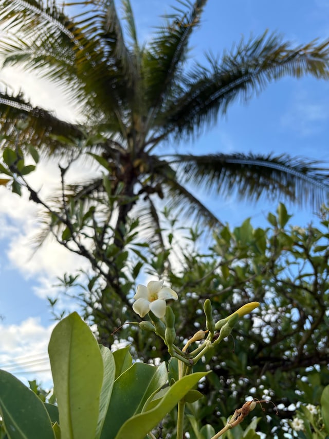 15-1698 19th Ave, Keaau, HI 96749 - exterior view