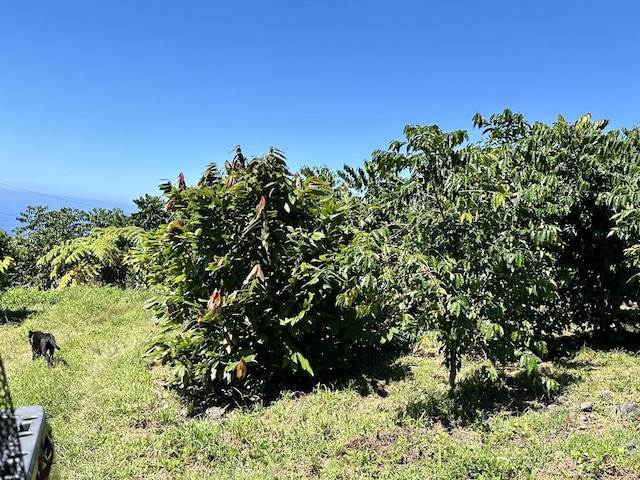 78-1337 Bishop Rd, Holualoa, HI 96725 - view of local wilderness