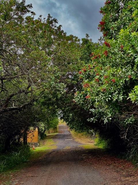 94-6435 Palaoa Rd, Naalehu, HI 96772 - view of road