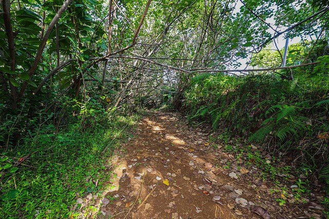6828-B Kuamoo Rd Unit 2, Kapaa, HI 96746 - photo 7