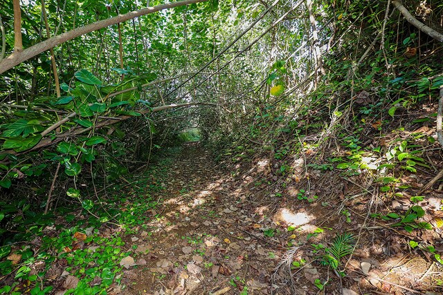 6828-B Kuamoo Rd Unit 2, Kapaa, HI 96746 - photo 8