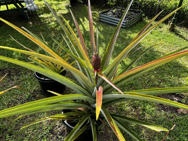 15-376 Puni Makai Loop, Pahoa, HI 96778