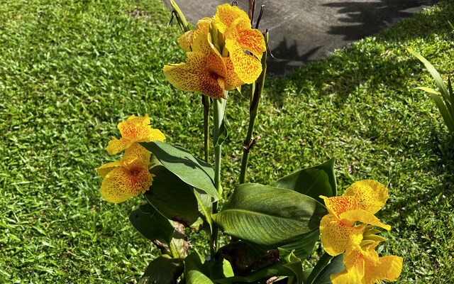 15-376 Puni Makai Loop, Pahoa, HI 96778