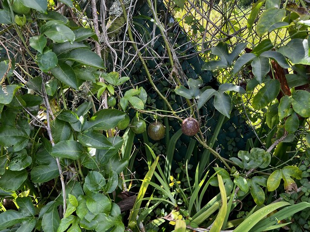 15-376 Puni Makai Loop, Pahoa, HI 96778