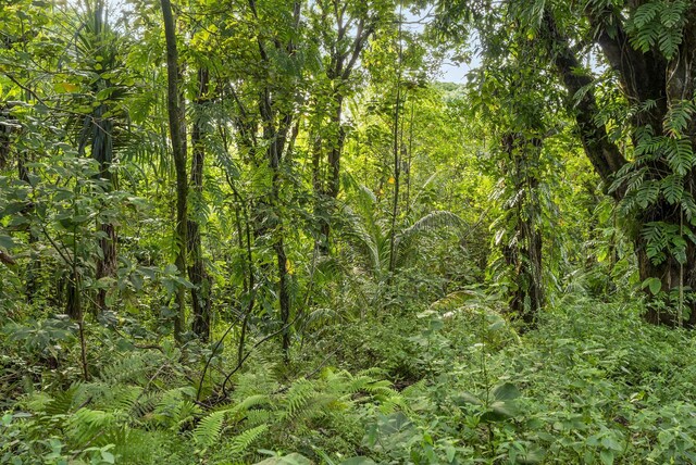 Government Beach Rd, Pahoa, HI 96778 - photo 9