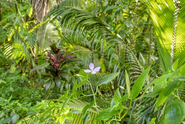 Government Beach Rd, Pahoa, HI 96778 - photo 14