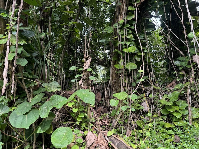 Opelu St, Pahoa, HI 96778