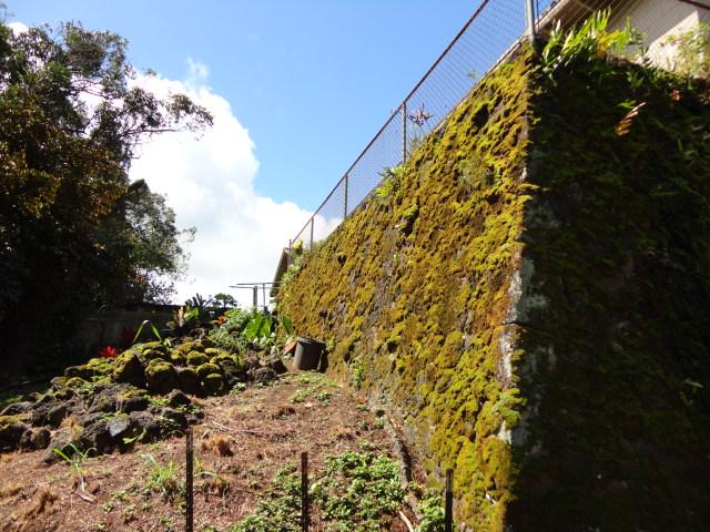 4460 Punee Rd Unit A, Koloa, HI 96756 - view of yard