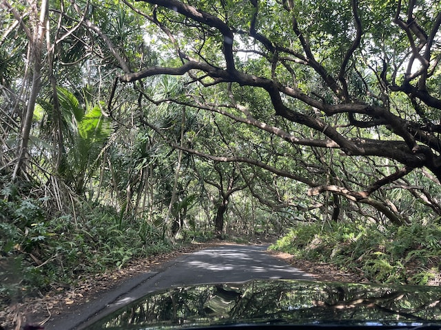 12-7010 Nahokulele St, Pahoa, HI 96778 - view of road featuring a wooded view