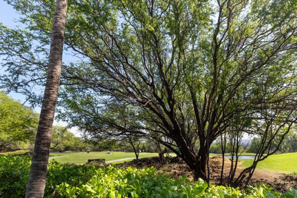 68-1118 Kaniku Dr Unit 404, Kamuela, HI 96743 - view of yard with a water view