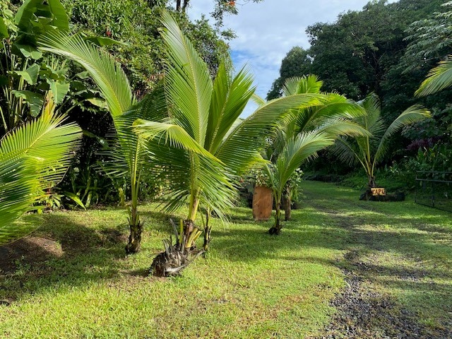 15-1949 11th Ave, Keaau, HI 96749 - view of grassy yard