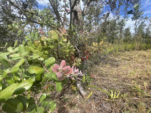 13-1037 Kamaili Rd, Pahoa, HI 96778 - photo 11