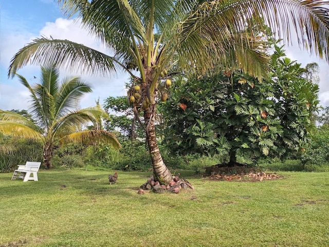 15-1843 11th Ave, Keaau, HI 96749 - view of green lawn