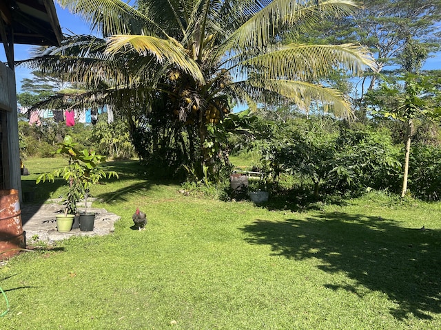15-1843 11th Ave, Keaau, HI 96749 - view of green lawn