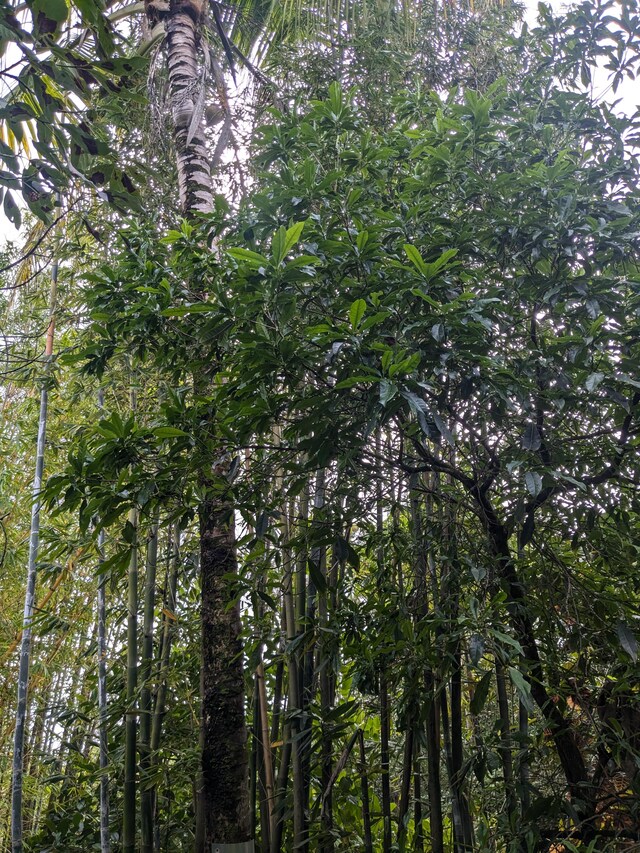 12-1114 Kaimu Makena Homestead Rd, Pahoa, HI 96778 - view of local wilderness