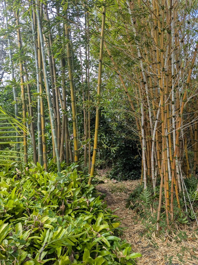 12-1114 Kaimu Makena Homestead Rd, Pahoa, HI 96778 - view of nature