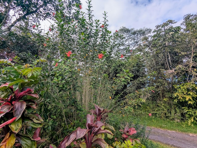 14-3426 Molokai Rd, Pahoa, HI 96778 - view of local wilderness